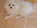 Pomerian boo