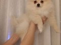 Pomerian boo