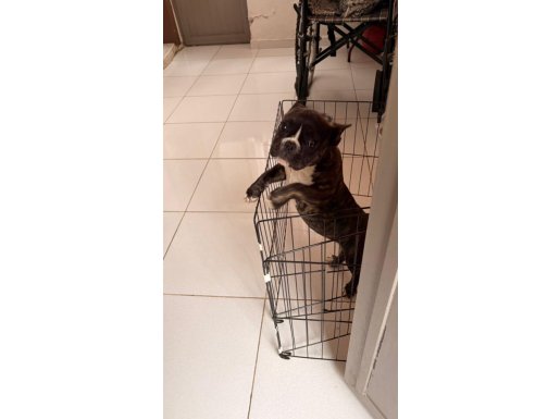 Apartman Yaşamına Uygun Süt Beyaz Göğüslü Siyah French Bulldog