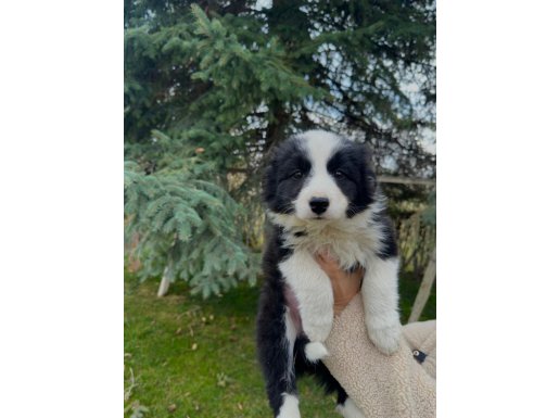 SECERELİ özel Border Collie yavruları 