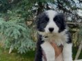 SECERELİ özel Border Collie yavruları 