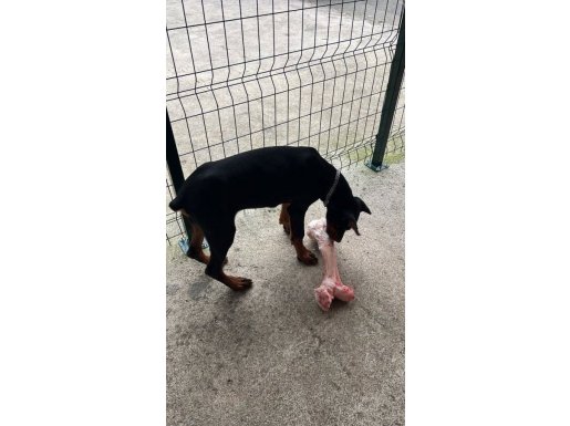 SCR Kayıtlı Temel Eğitimi Tamamlanmış 5 Aylık Erkek King Doberman