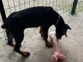 SCR Kayıtlı Temel Eğitimi Tamamlanmış 5 Aylık Erkek King Doberman