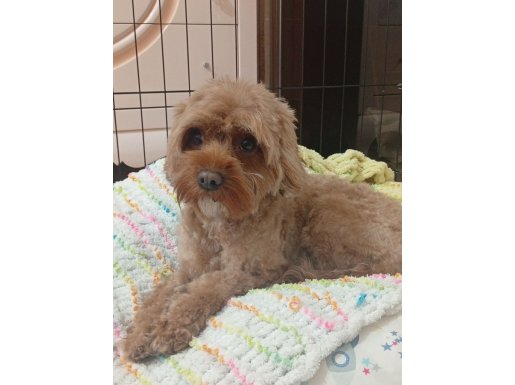 Ankara Yenimahalle’de Çocuk Dostu, Tuvalet Eğitimli Kızımız Kaju Maltipoo