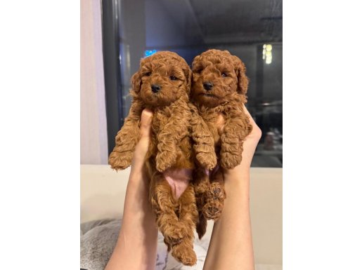 Çankaya’da Basık Suratlı Kore Toy Poodle Minişleri