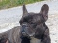 Karakter Abidesi Sosyal Refakatçi French Bulldog