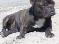 Karakter Abidesi Sosyal Refakatçi French Bulldog