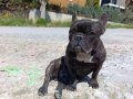 Karakter Abidesi Sosyal Refakatçi French Bulldog