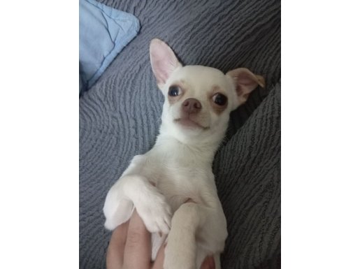 İzmir Buca İçi 8 Aylık Bembeyaz Chihuahua Erkek