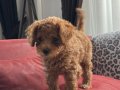 2 buçuk aylık dişi toy poodle
