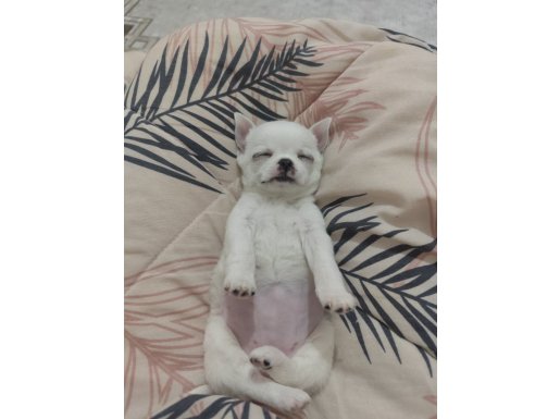 Tekirdağ Kapaklı'da Yuva Bekleyen Kar Tanesi Chihuahua Yavrusu