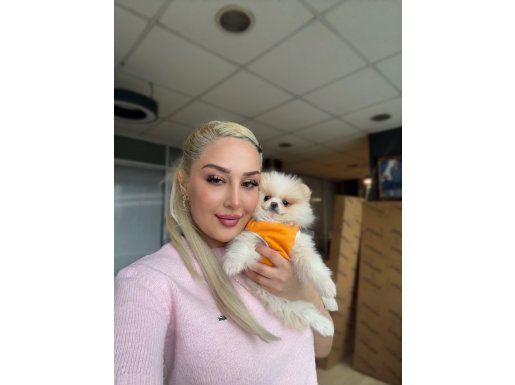 Avuç İçi Kadar Maskot Surat Pomeranian Boo Yavrusu