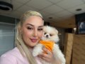 Avuç İçi Kadar Maskot Surat Pomeranian Boo Yavrusu