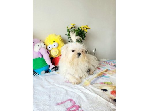 Nazilli’de Çanta Boy Pet Eğitimli Kartopu Maltese Terrier