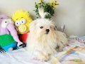 Nazilli’de Çanta Boy Pet Eğitimli Kartopu Maltese Terrier