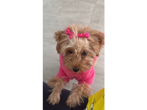 LİNA YENİ YUVASINI ARIYOR