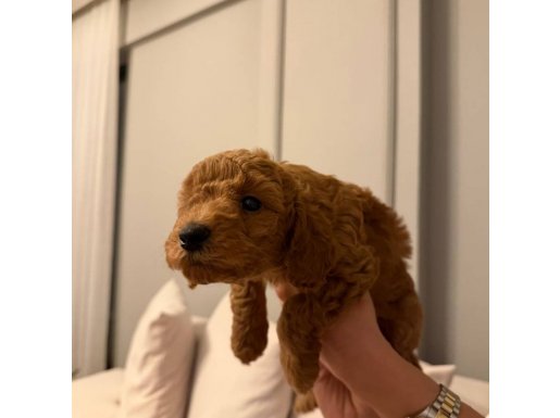 Ankara çankaya toy poodle 2 aylık