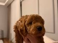 Ankara çankaya toy poodle 2 aylık
