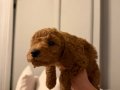 Ankara çankaya toy poodle 2 aylık