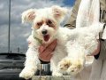 6 aylık çiş eğitimli orjinal terrier