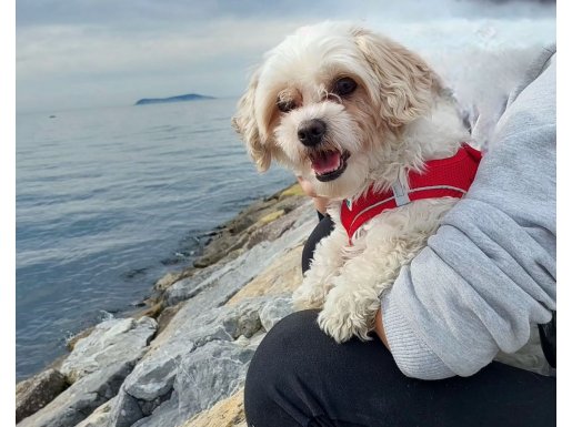 Maltese Terrier için acil yuva 