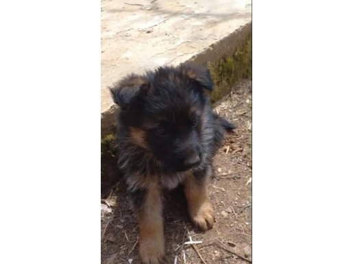 Has Düşükbel Alman Kurdu Yavrular