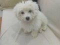 Yavru Süs köpeği Temiz 4 aylık Maltese Terrier