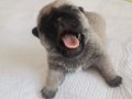 Dişi / Erkek Pug Yavrularım