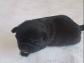 Dişi / Erkek Pug Yavrularım