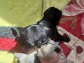 Dişi / Erkek Pug Yavrularım