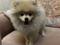 Dişi 3 Aylık Pomeranian