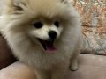 Dişi 3 Aylık Pomeranian