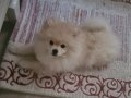Dişi 3 Aylık Pomeranian