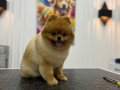 SHOW KALİTE 15 AYLIK DİŞİ POMERANİAN BOO