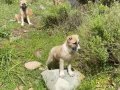 3 Aylık 5 adet Orijinal Kangal