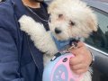 4 aylık Erkek Maltipoo