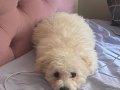 4 aylık Erkek Maltipoo