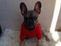 Dişi French Bulldog Yeni Yuva