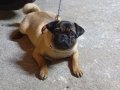 7 aylık  Pug çiş eğitimli aşıları tam çipi kimliği var