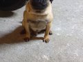 7 aylık  Pug çiş eğitimli aşıları tam çipi kimliği var