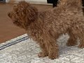 Full Eğitimli 9 aylık poodle