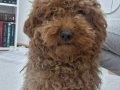 Full Eğitimli 9 aylık poodle