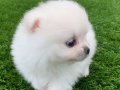 Ayı Surat Orjinal Pomeranian