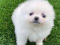 Ayı Surat Orjinal Pomeranian