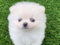 Ayı Surat Orjinal Pomeranian