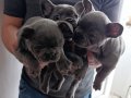 A Kalite french bulldog blue 