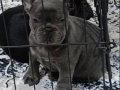 A Kalite french bulldog blue 