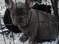 A Kalite french bulldog blue 