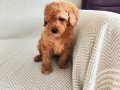 TOFİ 2 AYLIK TOY POODLE
