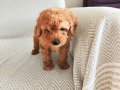 TOFİ 2 AYLIK TOY POODLE